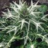 Eryngium Variifolium